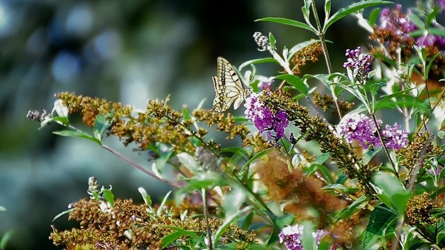 schwalbenschwanz schmetterling im sommer in zeitlupe
