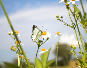 Butterflies and Flowers