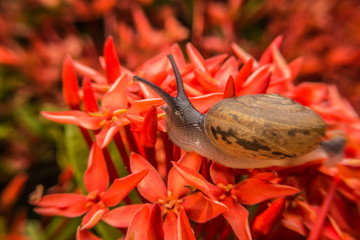 snail on red flower