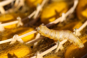 Obraz na płótnie Canvas silkworm in yellow cocoon, , Life cycle of Silkworm.
