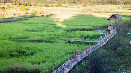 Fototapeta na wymiar Green rice field in Chiang rai, Thailand