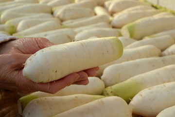 大根を持つ主婦の手