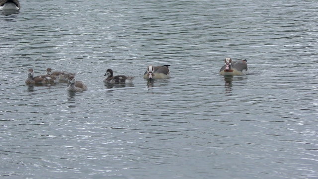 Family of Egyptian Geese swimming on a lake in a wildlife sanctuary