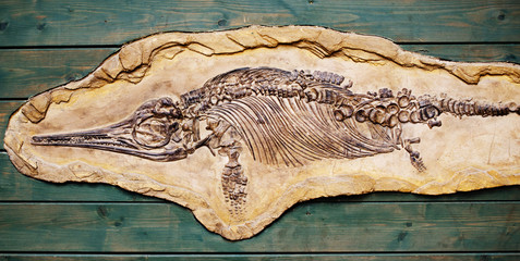 ichtyosaurus fossil © Sarka