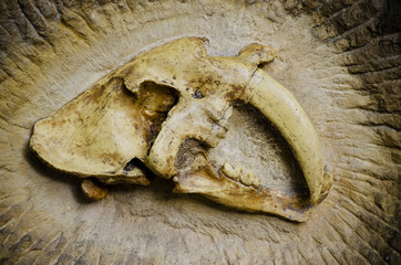 Machairodontinae fossil