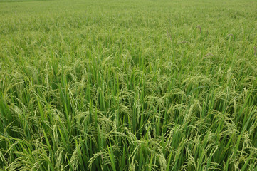 Rice leaves and paddy
