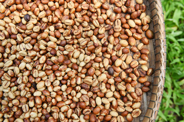 Coffee beans for backgrounds or textures