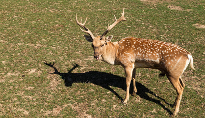 Mänlicher Damhirsch-Bulle.