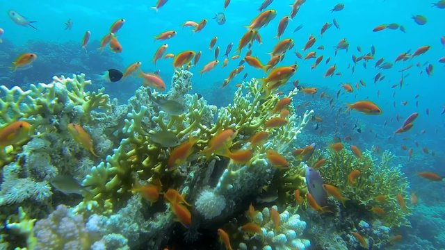 viele kleine bunte fische im meer zeitlupe
