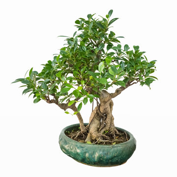 banyan bonsai tree