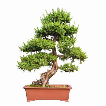 bonsai tree of shimpaku juniper
