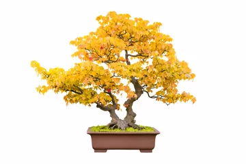 Schilderijen op glas bonsai tree of trident maple in autumn © chungking