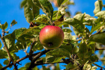 Knackiger Apfel am Baum 