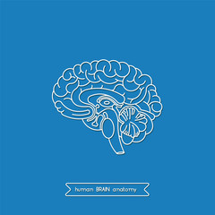 Human brain 1