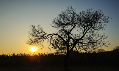 Fototapeta na wymiar Sonnenuntergang im Weingarten mit Baum im Herbst