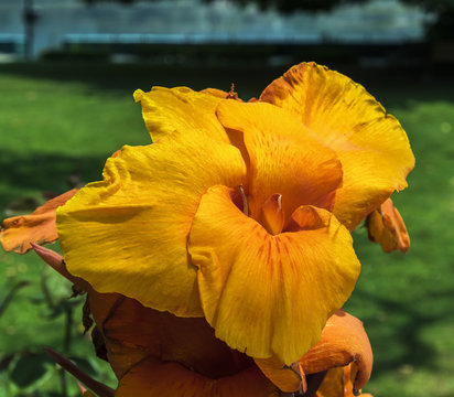 Yellow and orange Canna flower in the garden