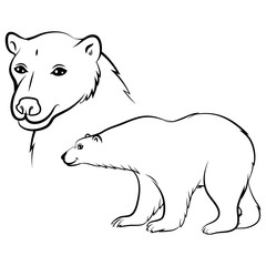 Cartoon polar bear contour
