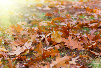 Yellow leaves in autumn background