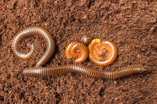 Millipede insect composition of two hundred symbol