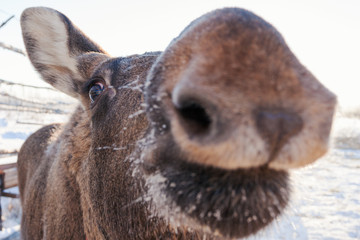 Baby moose snout