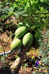 Fruitful / A picture of fruitful papayas