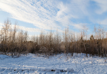 Winter landscape with snow covered forest path