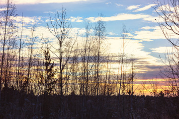 Winter sunset through the trees