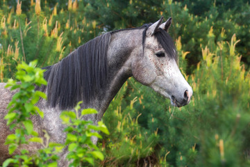 Arabian horse