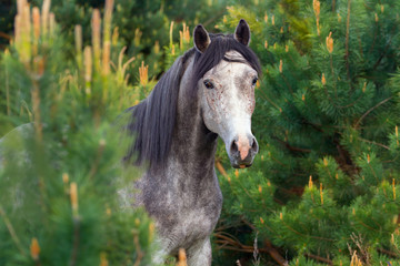 Portrait of gray Arabian stallion in pine trees