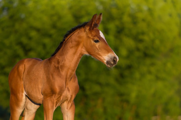 Bay newborn colt in the meadow
