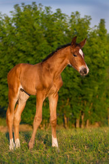 Bay newborn colt in the meadow