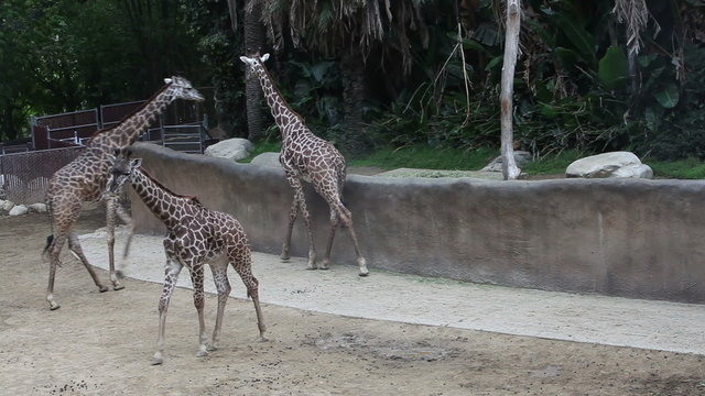 Walking giraffes at the Los Angeles zoo