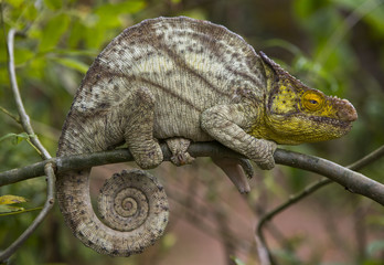 Chameleon sitting on a branch. Madagascar. An excellent illustration. Close-up.