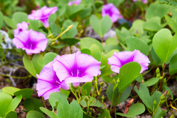 Ipomoea flowers