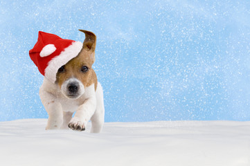 Hund, Welpe, Jack Russel Terrier spielt im Schnee