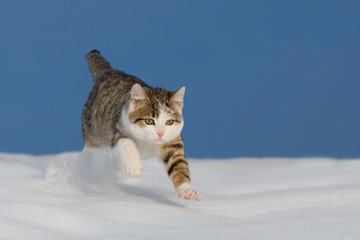 Katze springt im Schnee