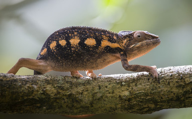 Chameleon sitting on a branch. Madagascar. An excellent illustration. Close-up.