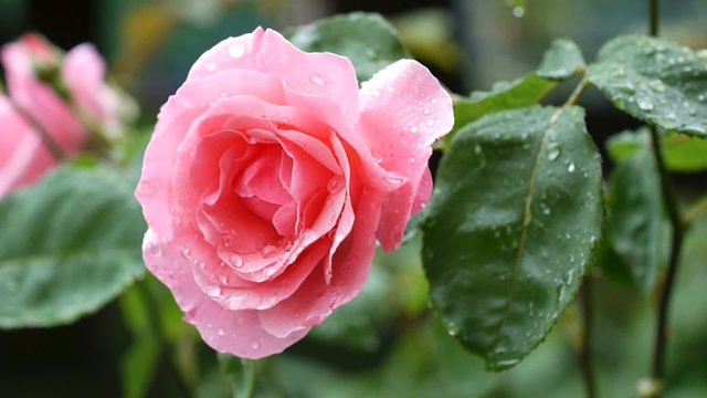 Rose under the rain