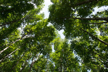 Mangrove trees in Nature Park
