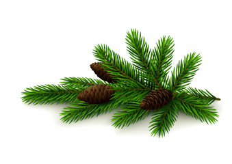Spruce twig with cones on white background 
