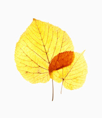 Closeup of Autumn Leafs - Isolated on White