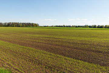 Green wheat field.