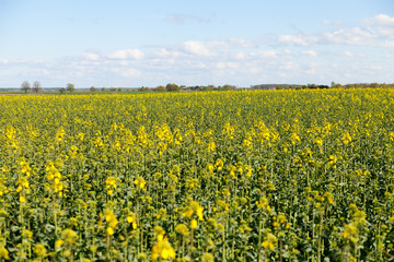 Flowering canola field.