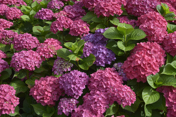 Fototapeta premium Red Hydrangea flowers