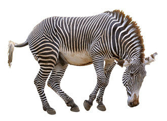 Obraz premium Isolated zebra of Grevy