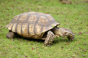 African spurred tortoise on grass