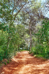 Lloret de Mar forest track to Fenals beach