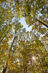 Laubwald im Herbst