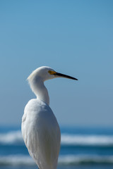 The Snowy Egret Looking at Ocean at Malibu Beach