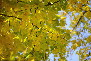 Autumn green yellow heavy foliage